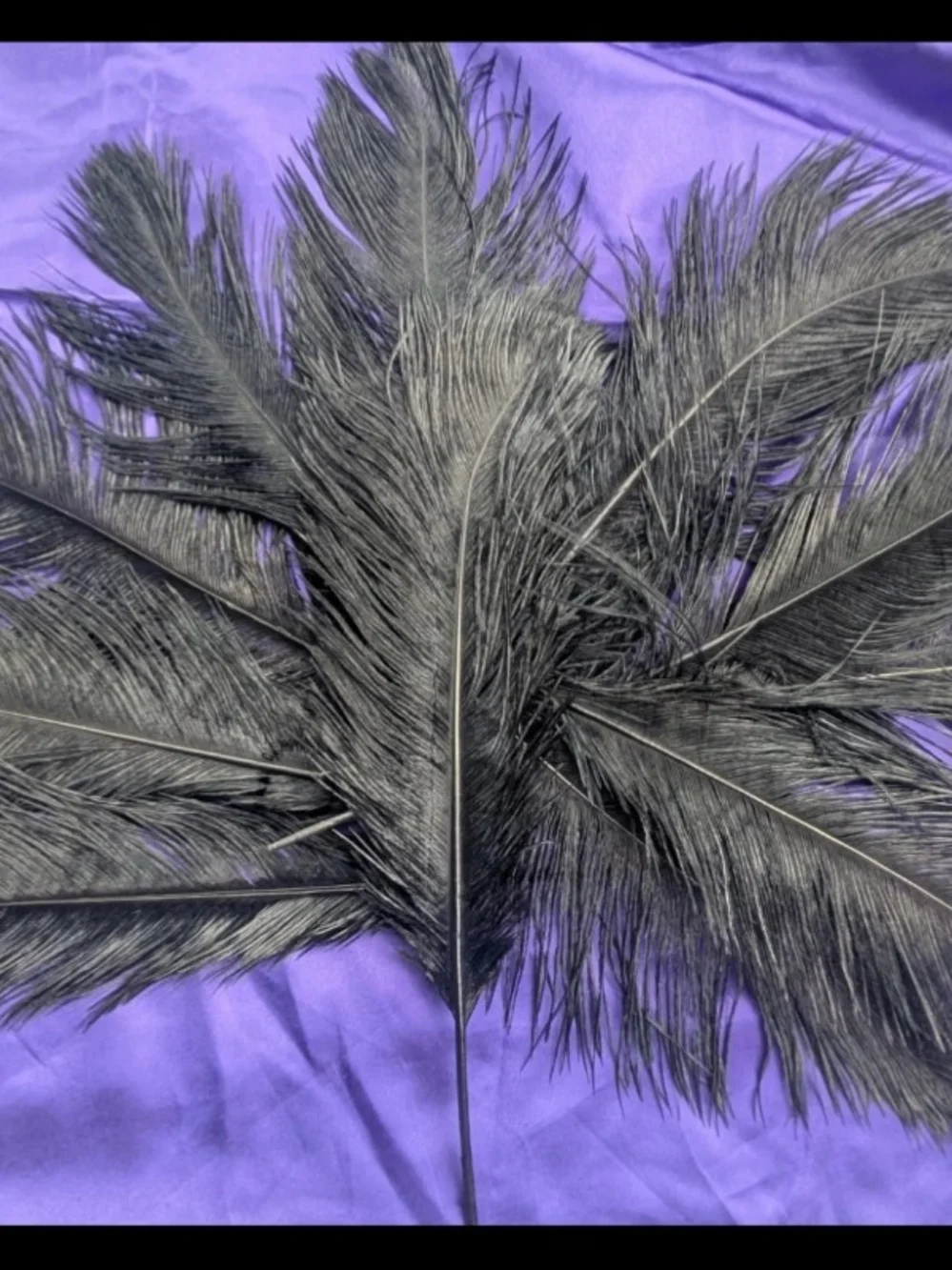 Black Decorative Real Ostrich Feathers 14 To 16 Inch Plumes 1 Dozen